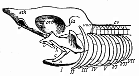 Head-skeleton of a primitive fish.